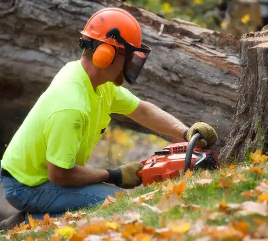 tree services St. John